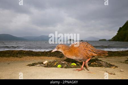 WEKA (Gallirallus australis scotti) Erwachsenenfutter am Strand im Küstenlebensraum, Ulva Island, Stewart Island, Neuseeland Stockfoto