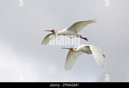 Schmalschnabelschnabel, Roseate Spoonbill (Platalea alba), Roseate Spoonbill Spoonbill, Tiere, Birds Spoonbill zwei Erwachsene, im Flug Stockfoto