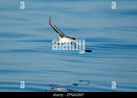 Balearenschwalbe (Puffinus mauretanicus), Erwachsener, im Flug über Meer, Algarve, Portugal Stockfoto