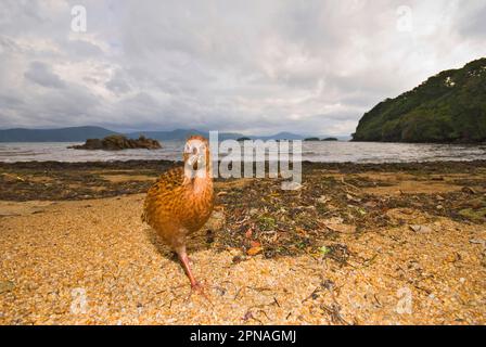 WEKA (Gallirallus australis scotti) Erwachsenenfutter am Strand im Küstenlebensraum, Ulva Island, Stewart Island, Neuseeland Stockfoto