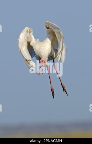 Afrikanischer Spoonbill (Platalea alba), Erwachsener, im Flug, Abflug, Chobe N. P. Botswana Stockfoto