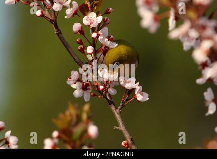 Kastanienflankierter Weißauge (Zosterops erythropleurus), Erwachsene, Nektar aus Blüte, Beidaihe, Hebei, China Stockfoto