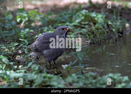 Eidechsenbussard (Kaupifalco monogrammicus), Raubfalken, Greifvögel, Tiere, Vögel, Eidechsenbussard, westafrika Stockfoto