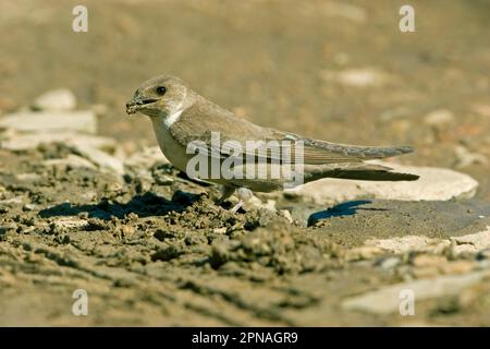 Eurasische kammmuschel martin (Ptyonoprogne rupestris), Cliff Swallows, Singvögel, Tiere, Vögel, Schwalben, Eurasischer Crag-martin (Hirundo rupestris), Erwachsener Stockfoto