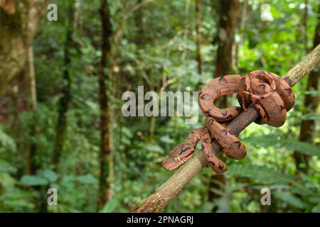 Corallus enydris, amazonas-Baumboa (Corallus hortulanus), Gartenboa, Hundekopfboas, Gartenboas, andere Tiere, Reptilien, Schlangen, Tiere, Amazonas Stockfoto