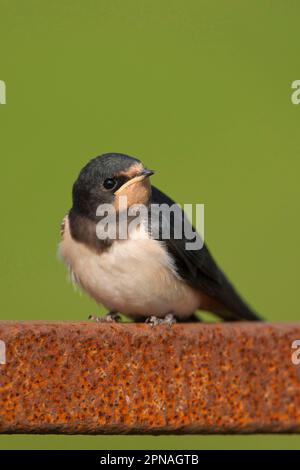 Schwalbe, Schwalbe (Hirundo rustica), Singvögel, Tiere, Vögel, Schwalben, Scheunen-Schwalben-Jugendlicher, hoch oben auf rostigem Metalltor, Norfolk Stockfoto