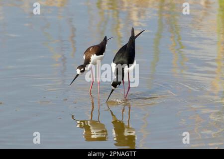 Schwarzhalsiger Schwarzflügelstiel, amerikanische Stiltiere, Tiere, Vögel, Waders, Schwarzhalsstiel (Himantopus mexicanus), Erwachsenenpaar, Werbespot in Stockfoto