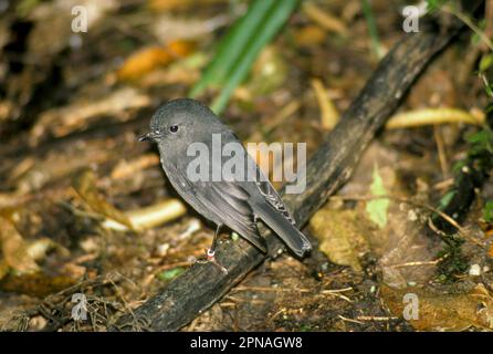 Südinsel Robin (Petroica australis), Singvögel, Tiere, Vögel, Südinsel Robin Stockfoto