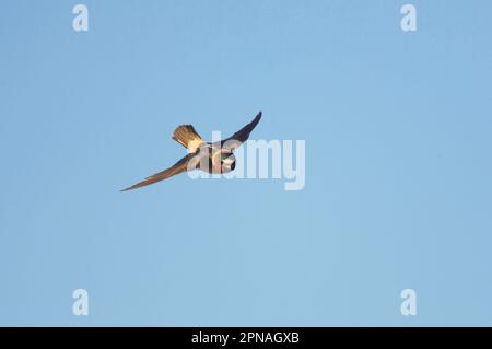 Schwalbe mit blassen Fronten, Schwalben mit blassen Fronten, Singvögel, Tiere, Vögel, Schwalben, Cliff Swallow (Hirundo pyrrhonota), Erwachsener, im Flug, Klamath Stockfoto