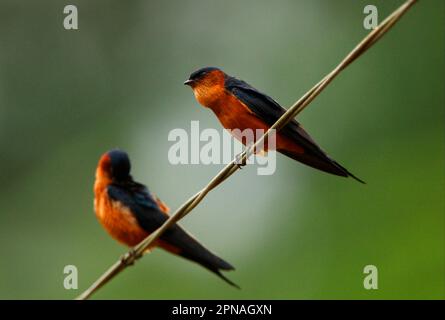 Ceylon Swallow (Hirundo daurica hyperythra) endemische Rasse, zwei Erwachsene, einer im Begriff, das Pellet zurückzudrängen, hoch oben auf Draht, Sri Lanka Stockfoto