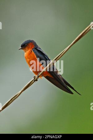 Ceylon Swallow (Hirundo daurica hyperythra) endemische Rasse, Erwachsener, hoch oben auf Draht, Sri Lanka Stockfoto