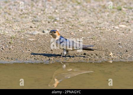 Schwalbe mit roter Rumpffläche (Hirundo daurica), Erwachsener, sammelt Schlamm für Nestmaterial, Extramadura, Spanien Stockfoto