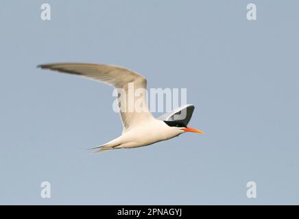 Eleganter Tern (Thalasseus elegans) Erwachsener, Sommerzucht, im Flug, Bolsa Chica, Kalifornien (U.) S.A. Stockfoto