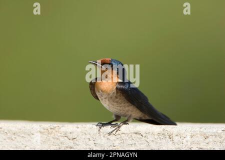 Südpazifik-Schwalbe, Südsee-Schwalbe, südliche Terns, Singvögel, Tiere, Vögel, Schwalben, Pazifische Schwalbe (Hirundo tahitica), ausgewachsen, hoch oben Stockfoto