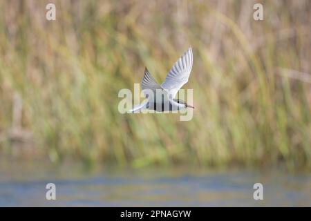 Tern mit Whisky (Chlidonias hybridus), Erwachsener, im Flug über Wasser, Wanderung, Spanien Stockfoto