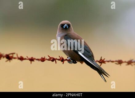 Dusky Woodswallow (Artamus cyanopterus), Erwachsener auf Stacheldraht, Südost-Queensland, Australien Stockfoto