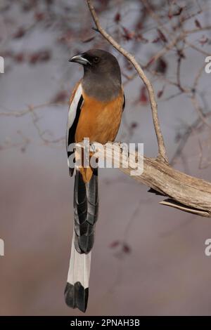 Roter rufous treepie (Dendrocitta vagabunda), Erwachsener, auf einem Ast sitzend, Ranthambore N. P. Rajasthan, Indien Stockfoto