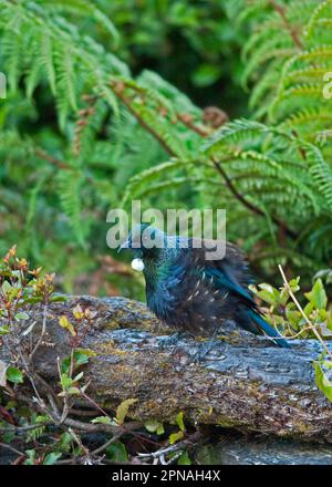 TUI, Priestbird, Singvögel, Tiere, Vögel, tui-Vogel (Prosthemadera novaeseelandiae), ausgewachsen, auf einem Ast neben Farnen, Neuseeland Stockfoto