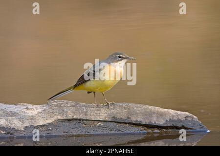 Graues Wagtail (Montacilla cinerea), Erwachsener, Winterzucht, auf Felsen im Bach stehend, Extremadura, Spanien Stockfoto