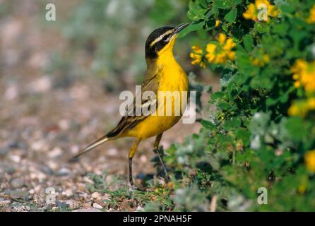 Schwarzkopfhai (Motacilla flava feldegg) männliche Fütterung von Gelbklee, Lesvos, Griechenland (S) Stockfoto