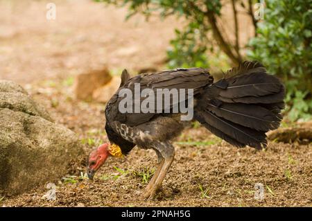Großfußhuhn, Großfußhuhn, Großfußhuhn, Buschhuhn, Buschhuhn, Hühnervögel, Tiere, Vögel, australischer Pute-truthahn Stockfoto