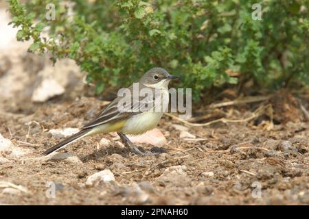 Gelbschwanz, Schwanzflosse, Singvögel, Tiere, Vögel, Ascheköpfiger Wagtail (Motacilla flava cinercocapilla), mediterrane Rasse, Zypern Stockfoto