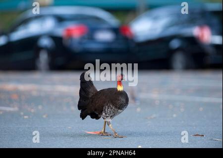 Großfußhuhn, Großfußhuhn, Buschhuhn, Buschhuhn, Hühnervögel, Tiere, Vögel, australischer putenbrust (Alectura lathami) Stockfoto