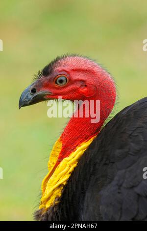Großfußhuhn, Großfußhuhn, Großfußhuhn, Buschhuhn, Buschhuhn, Hühnervögel, Tiere, Vögel, australischer Pute-truthahn Stockfoto