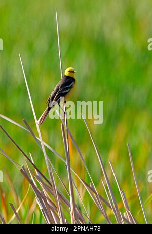 Citrine Wagtail (Motacilla citreola citreola), männlich, auf Schilfstiel, Provinz Aqmola, Kasachstan Stockfoto