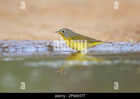 Nashville-Zwerg (Oreothlypis nashville-Zwerg (Vermivora ruficapilla), Singvögel, Tiere, Vögel, Nashville-Zwerg, Erwachsener, Baden, Santa Clara Stockfoto