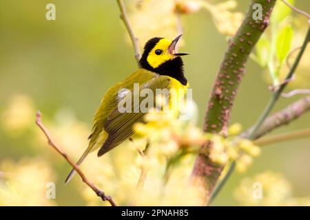 Wanderer mit Kapuze (Wilsonia citrina), männlich, singend, hoch oben in Sassafras (U.) S.A. Stockfoto