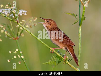 Gemeine Grashüterschnitzel (Locustella naevia), erwachsen, singend, sitzend auf KuhPetersilie (Anthriscus sylvestris), Finnland Stockfoto