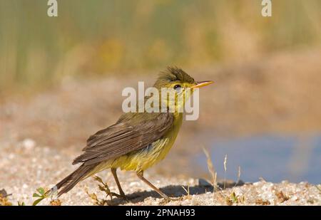 Melodischer Rüpel (Hippolais polyglotta), Erwachsene, nasse Federn nach dem Baden, Spanien Stockfoto