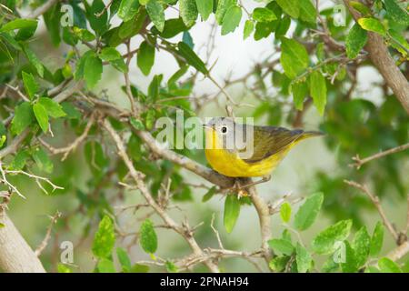 Nashville-Zwerg (Oreothlypis nashville-Zwerg (Vermivora ruficapilla), Singvögel, Tiere, Vögel, Nashville-Zwerg, Erwachsener, Hoch oben auf dem Zweig, Weihnachtsmann Stockfoto