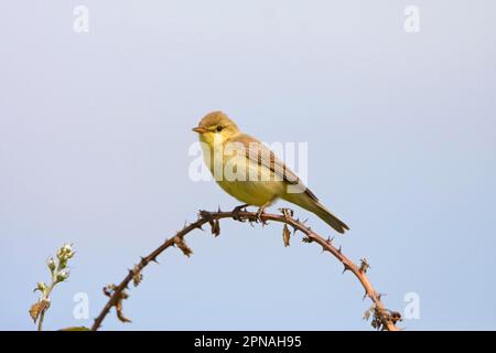 Melodious Warbler (Hippolais polyglotta), erwachsener Mann, sitzt auf Bromble Busch, Extremadura, Spanien Stockfoto