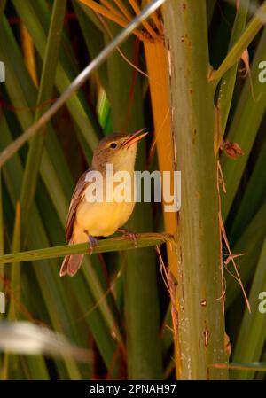 Melodious Warbler (Hippolais polyglotta), männlicher Erwachsener, singend, hoch oben in einer Palme, Marokko Stockfoto