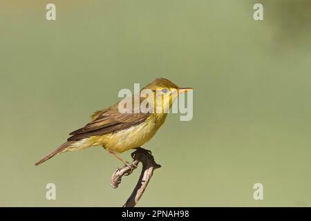 Melodischer Rüpel (Hippolais polyglotta), Erwachsener, sitzt auf einem Ast, Spanien Stockfoto