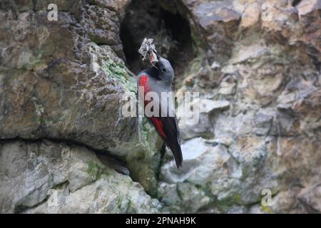 Wallcreeper (Tichodroma muraria) männlich, ausgewachsen, mit Nahrung im Schnabel, klammernd an Bergfelswände, Bulgarien Stockfoto