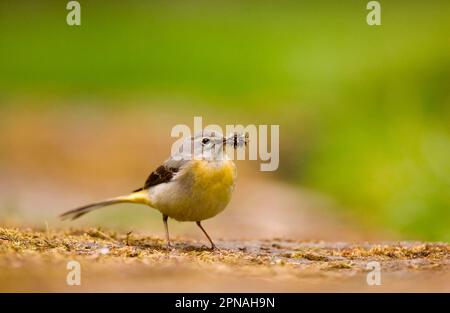 Grauschwanzschwanz (Montacilla cinerea), Erwachsener, mit Schnabel voll mit Insektenbeute, um Küken zu füttern, Derbyshire, England, Vereinigtes Königreich Stockfoto