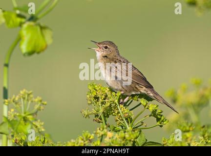 Grasshopper Warbler (Locustella naevia), Erwachsener, singend, hoch oben auf einem Umbellifer-Samenkopf, Cley, Norfolk, England, Großbritannien Stockfoto