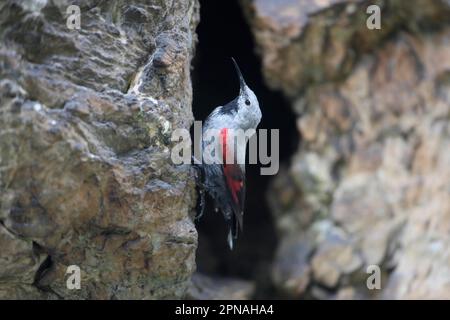 Wallkriecher (Tichodroma muraria), Wallkriecher, Singvögel, Tiere, Vögel, Wallcreeper, Erwachsene Frau, Klammerung an Bergfelsgesicht, Bulgarien Stockfoto