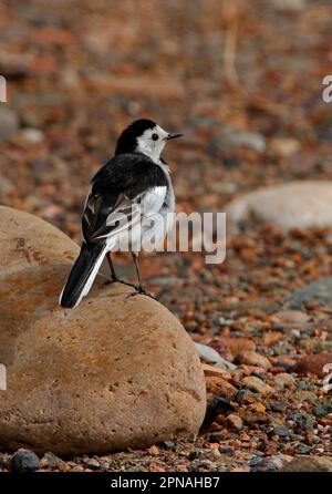 Schwarzer Wagtail (Motacilla alba Leukopsis), männlich, auf einem Felsen stehend, nahe Peking, China Stockfoto