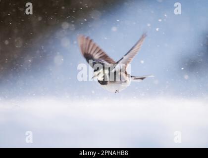 Rattenschwanz (Motacilla alba yarrellii), Erwachsener, im Flug, tief über Schnee bedeckter Boden in Windbläschen, Derbyshire, England, Vereinigtes Königreich Stockfoto