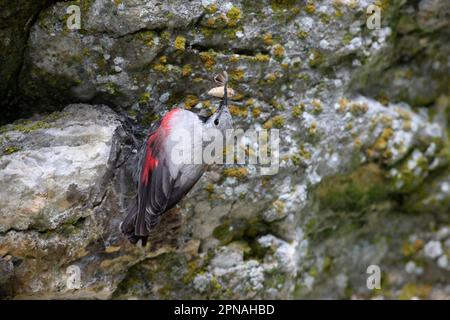 Wallcreeper (Tichodroma muraria), Erwachsene Frau, mit Motte im Schnabel, die sich an Felsen klammert, Bulgarien Stockfoto