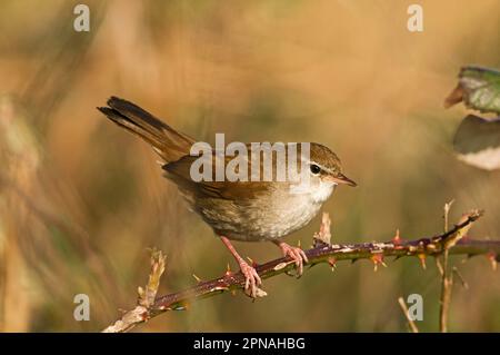 Cetti's Warbler (Cettia cetti), Erwachsener, hoch oben auf Bromble Stamm, Norfolk, England, Großbritannien Stockfoto