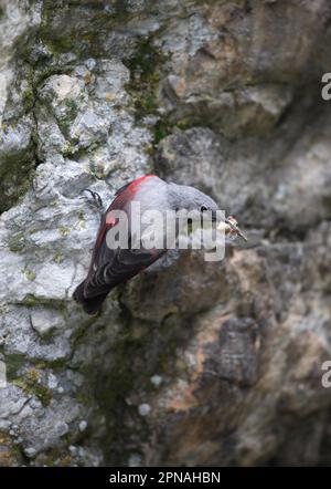 Wallcreeper (Tichodroma muraria), Erwachsene Frau, mit Motte im Schnabel, die sich an Felsen klammert, Bulgarien Stockfoto