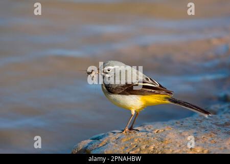 Graues Wagtail (Montacilla cinerea), männlich, mit Insekten im Schnabel, auf Schlamm am Wasserrand stehend, Suffolk, England, Vereinigtes Königreich Stockfoto