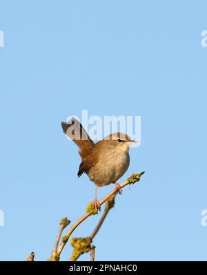 Cetti's Warbler (Cettia cetti), Erwachsener, hoch oben auf dem Zweig, Norfolk, England, Großbritannien Stockfoto