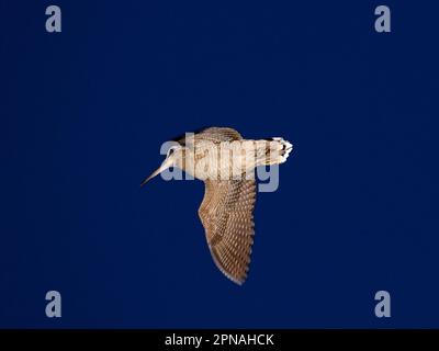 Eurasian Woodcock (Scolopax rusticola), Erwachsener, auf roding-Flug über Territorium in der Dämmerung, Norfolk, England, Großbritannien Stockfoto