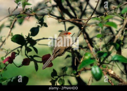 Wachtel, Wachtel, prächtige Finken, Singvögel, Tiere, Vögel, Gemeine Wachsfigure (Estrilda astrild) Männlich Stockfoto